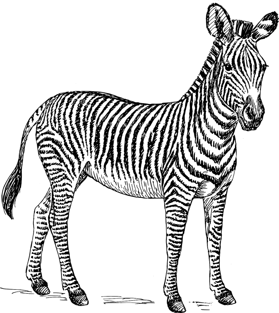 Dessin de zèbre