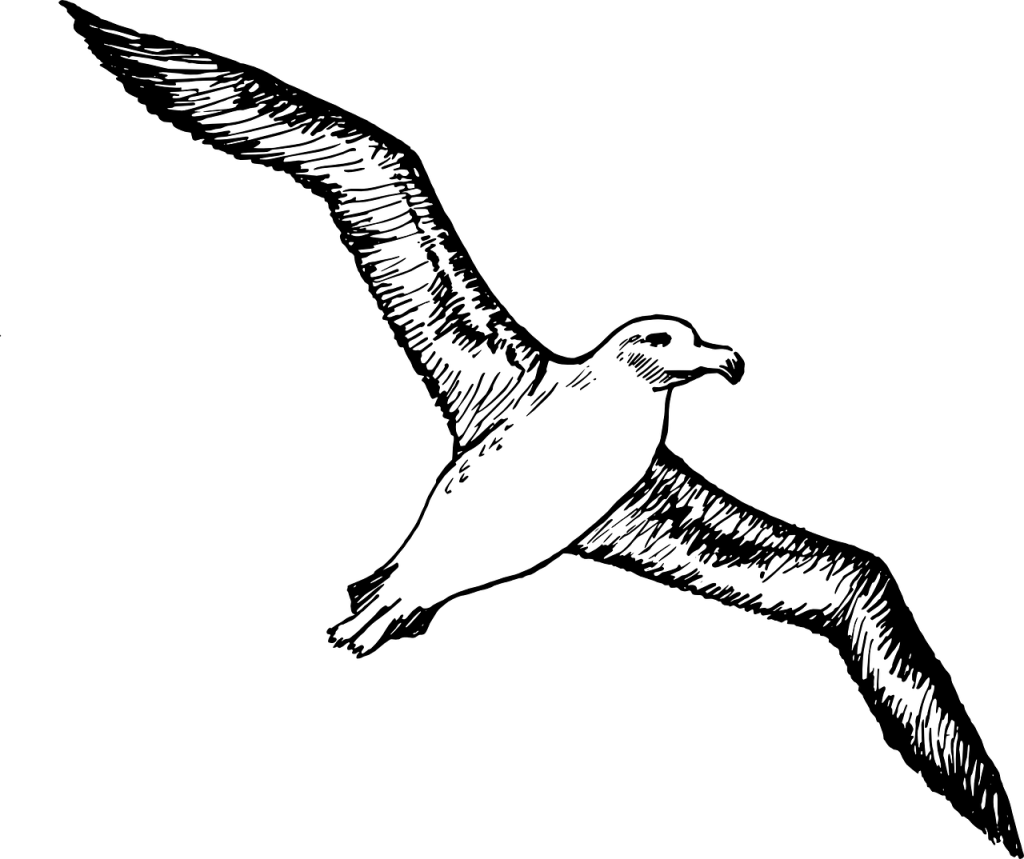 Dessin d'un albatros