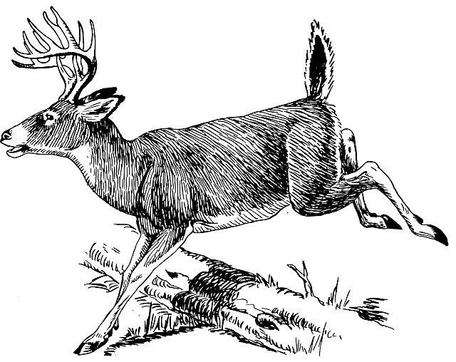 Anecdotes : Mon saut de&nbsp;classe