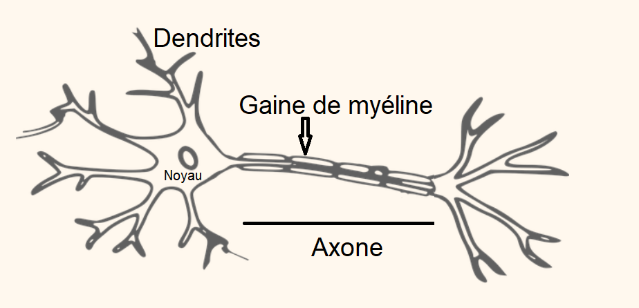 Le cerveau des&nbsp;surdoués